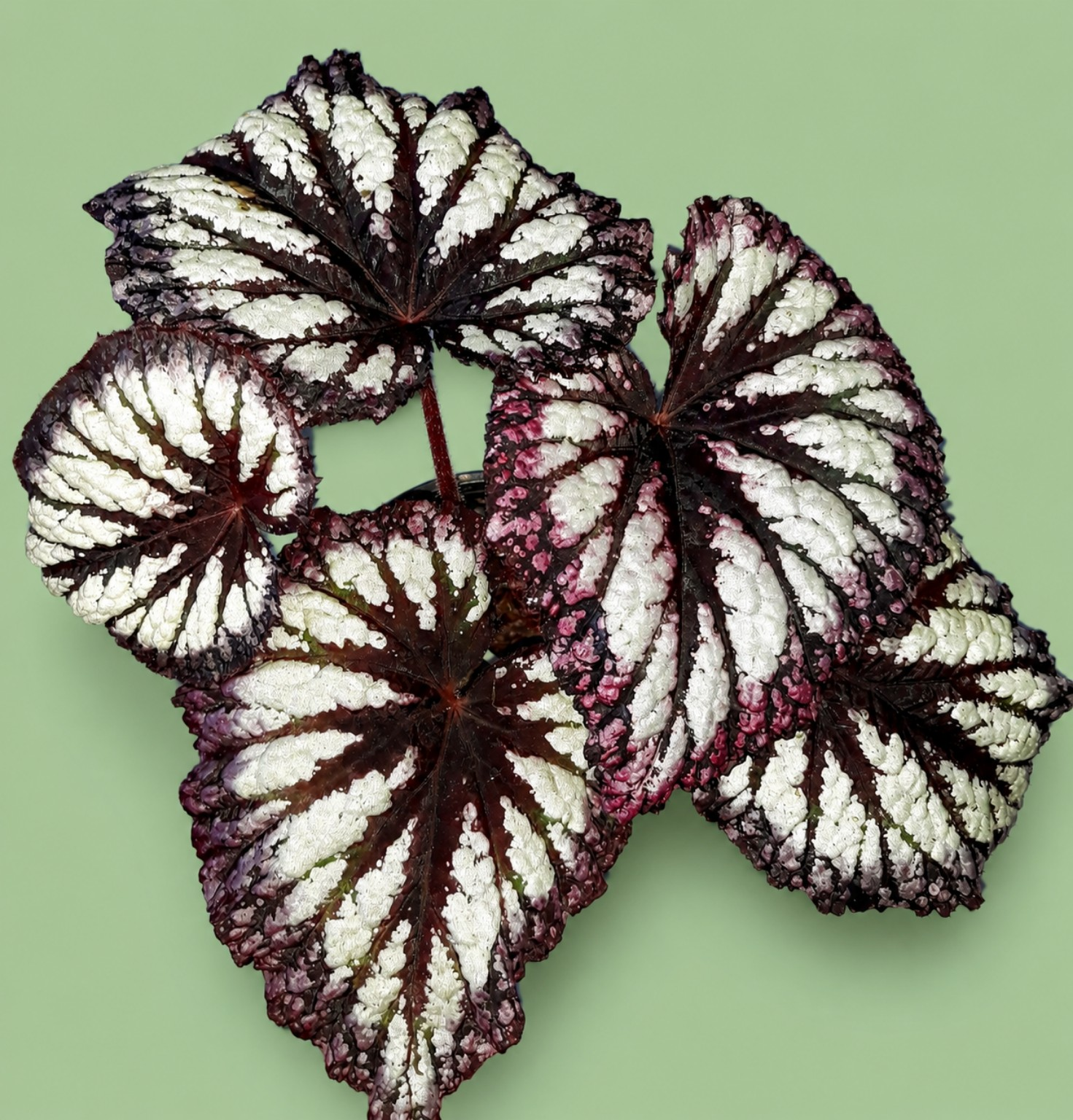 Фейерверк
